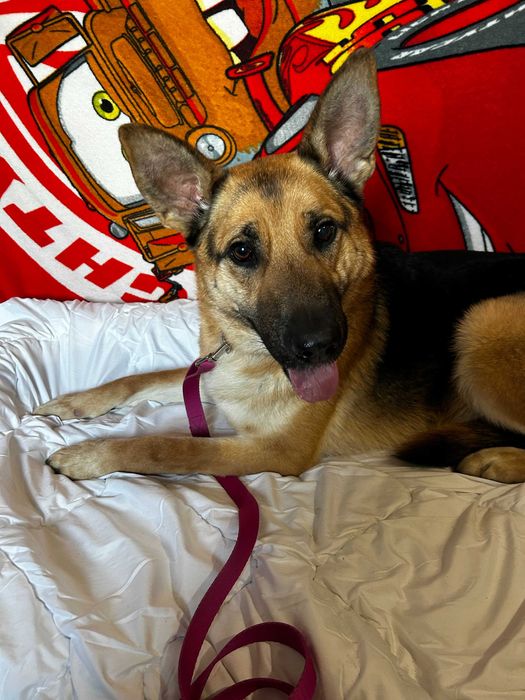 Piesek do adopcji MAKS