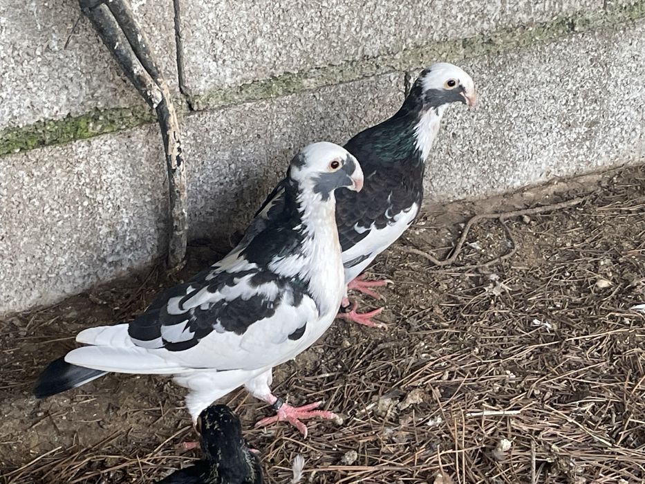 Casal de pombos beleza alema