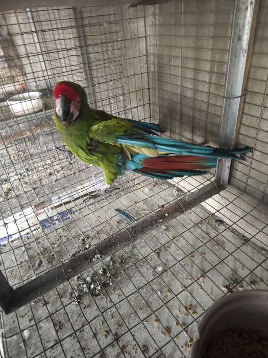 Arara militar macho adulto 2013 disponível para entrega imediata