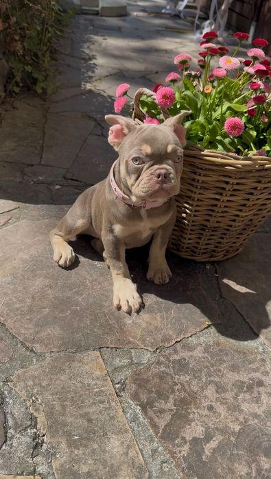 Buldog Francuski dziewczynka
