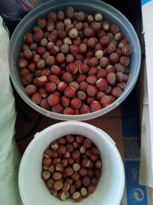 Orzechy laskowe niełuskane