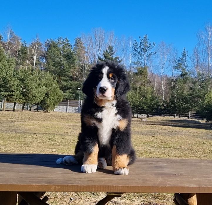 Berneński pies pasterski*piesek