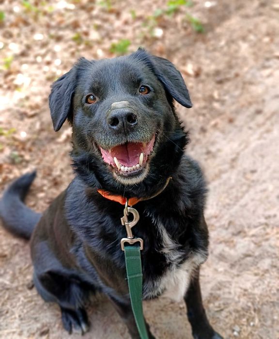 Spiner - od 6 lat w schronisku