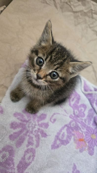 Миле Кошеня шукає сім'ю