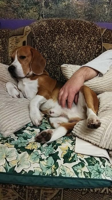 Чистокровний Бігль Кобель В'язка