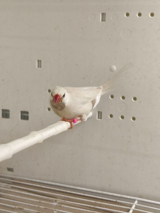 Samiec Amadyny Ostrosternej Cremino