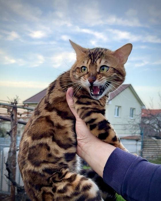 Бенгальський кіт