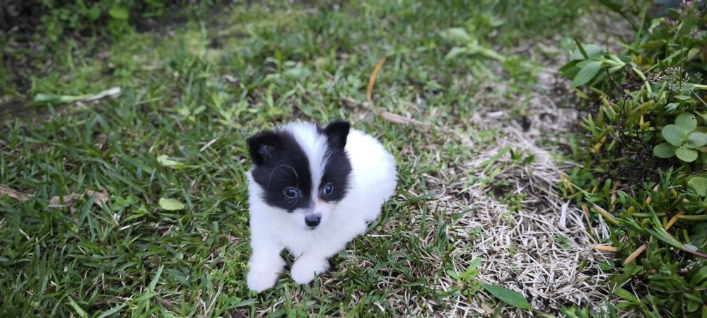 Spitz alemão anão femea Lulu da Pomerânia criado em ambiente familiar