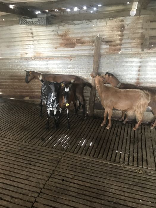 Vendo 5 cabras boas  b4