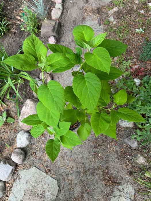 Hortensja Annabelle