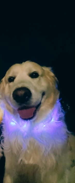 Золотистый ретривер вязка