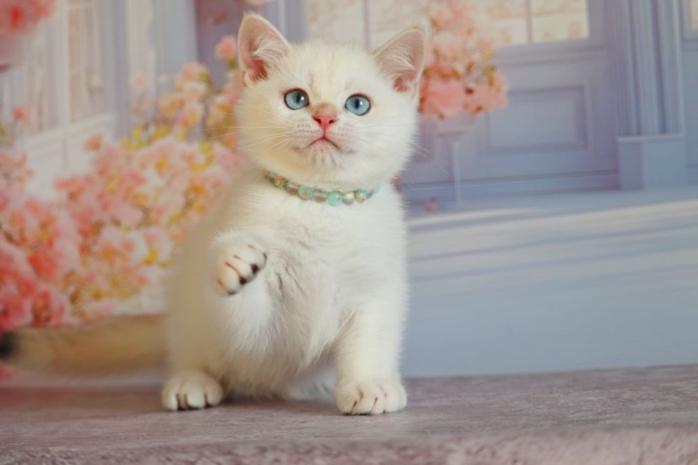 Британский золотой поинт мальчик