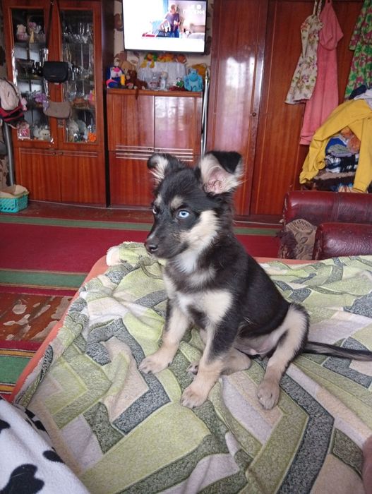 Собачка маленькой породы