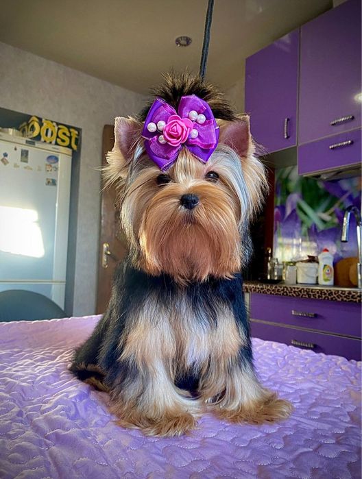 Песенята Йоркширський Терьєр