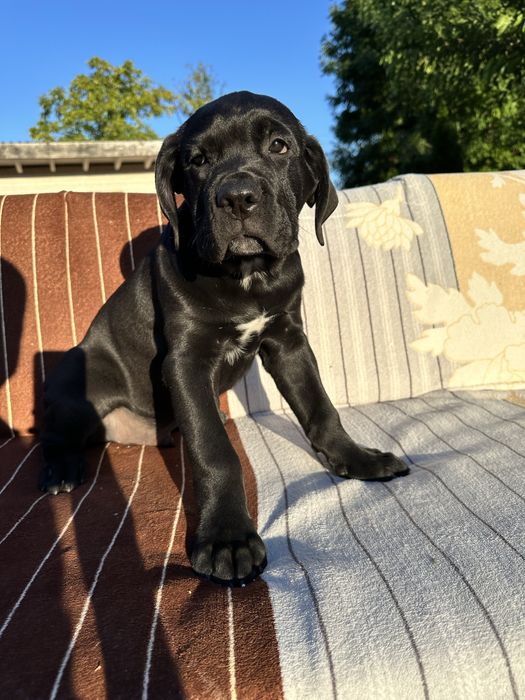 Племінний щенок Кане Корсо, чорний хлопчик 2,5міс