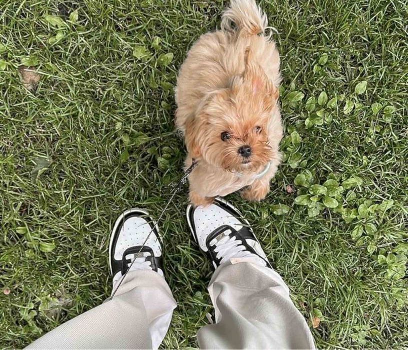 Мікро міні та стандарт Мальтіпу