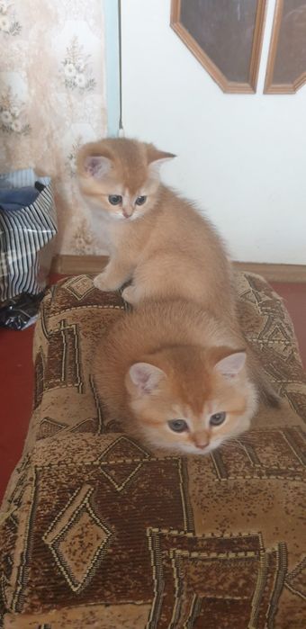 Продаються котенята , Британська шиншила золотиста