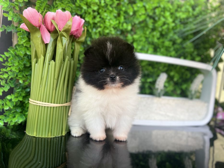 Шпиці померанці хлопці та дівчата