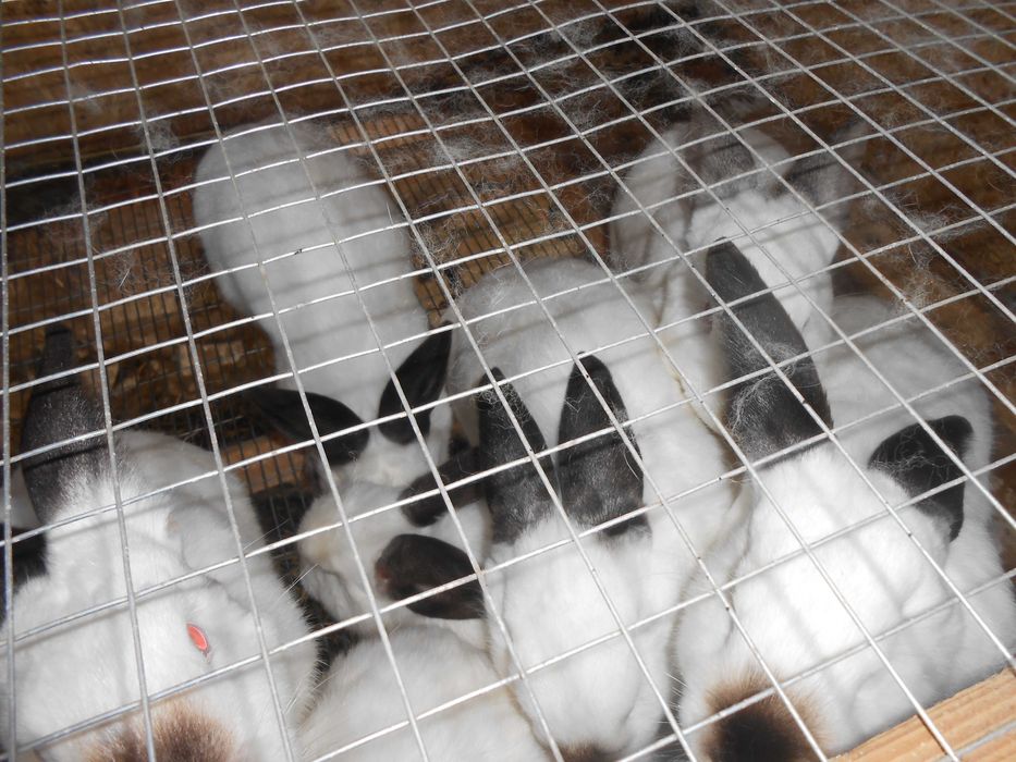 Продаються кролики. жива вага або тушки.