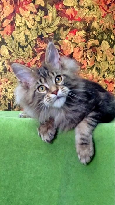 Чорни та сербряни кошеня Мейн Кун