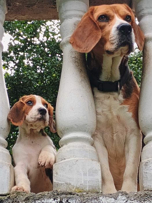 Beagle szczeniak, suczka, piesek