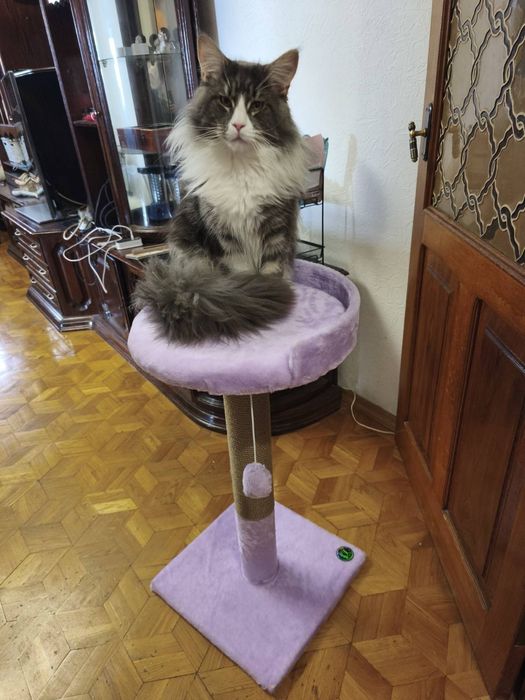 Кігтєточки для котиків. Дряпка. царап