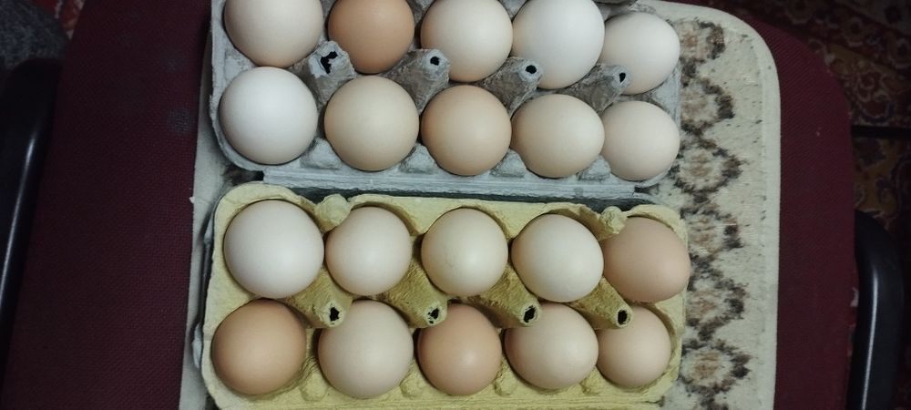 Jajka kur z wolnego wybiegu