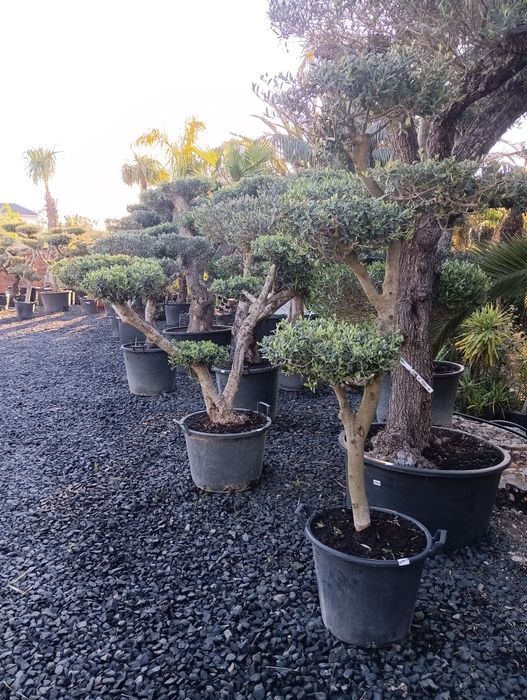 Oliveira poda Bonsai