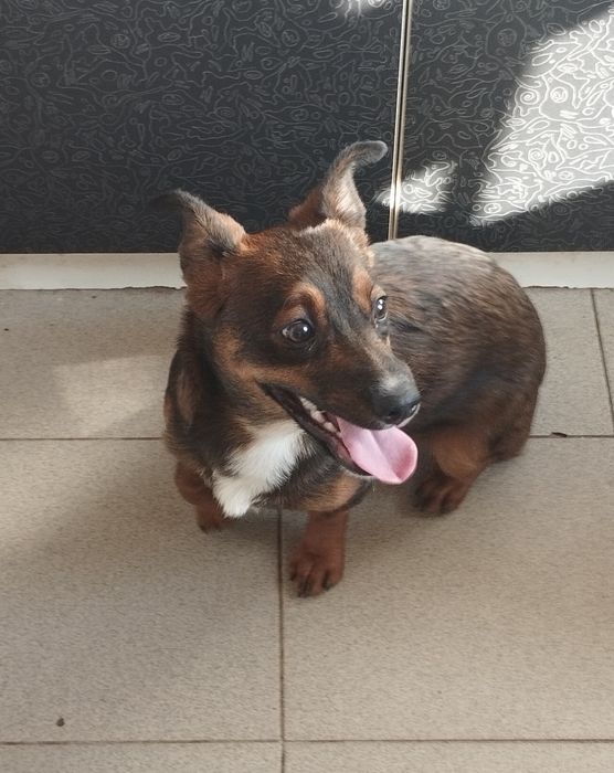 Шукає родину  дівчинка метис