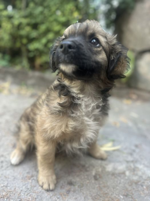 Щенки  Бесплатно