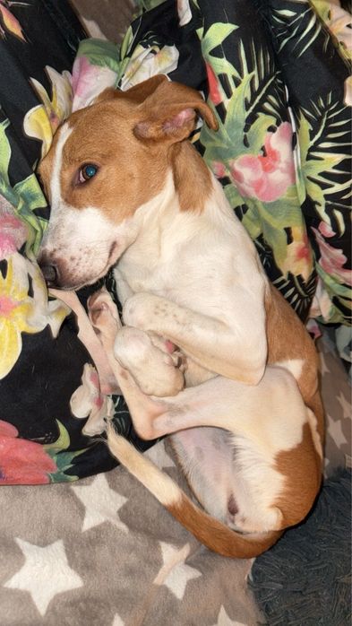 Młody piesek szuka nowego domu