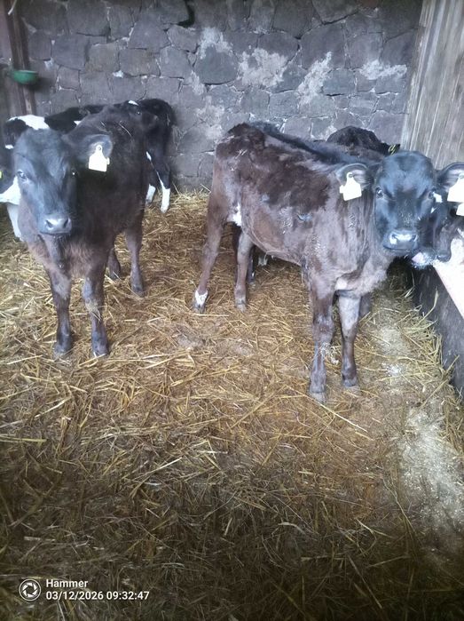 Sprzedam cielaki jałówki