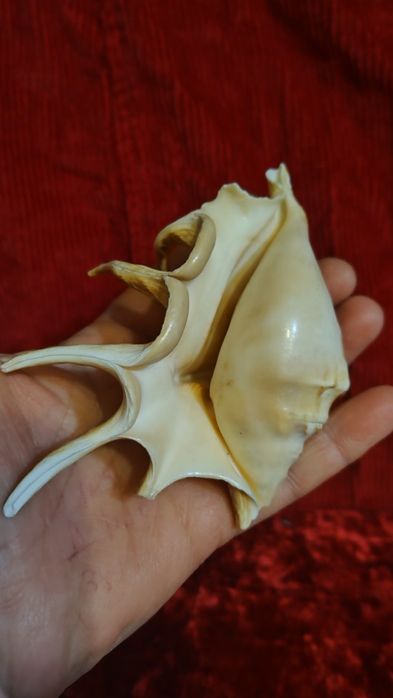 Две ракушки ламбис с красивой окраской