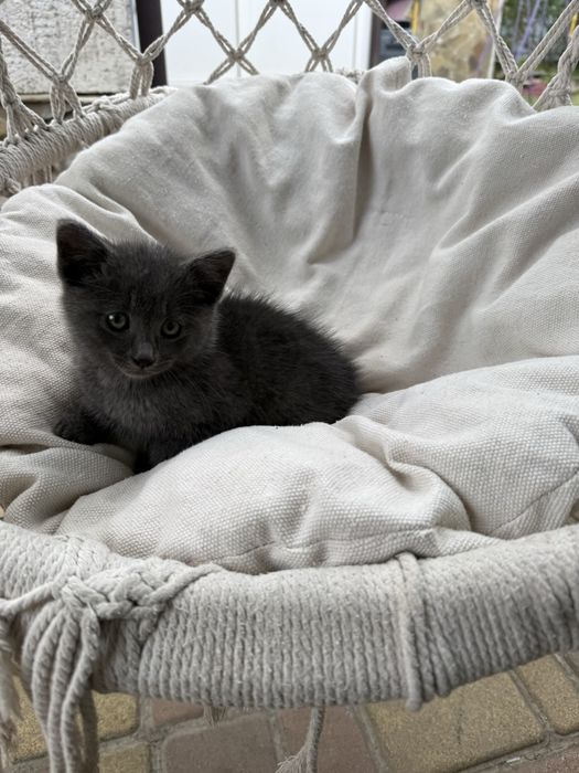 Кошеня безкоштовно