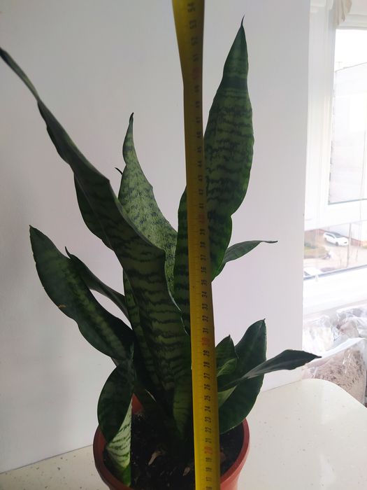 Вазон домашній, кімнаті рослин