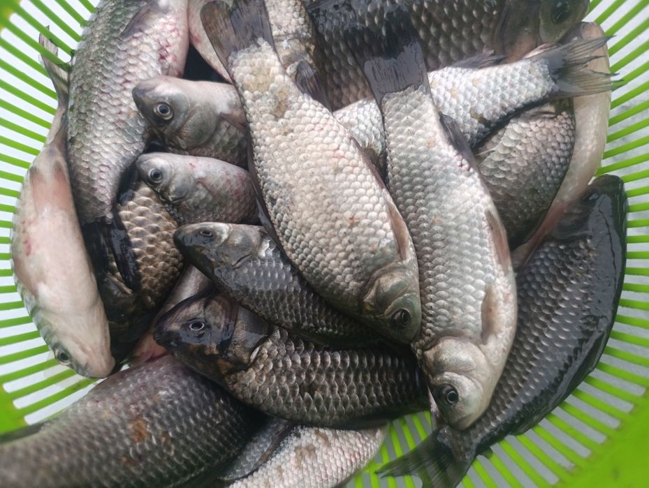 Карась ставковой 5-10см