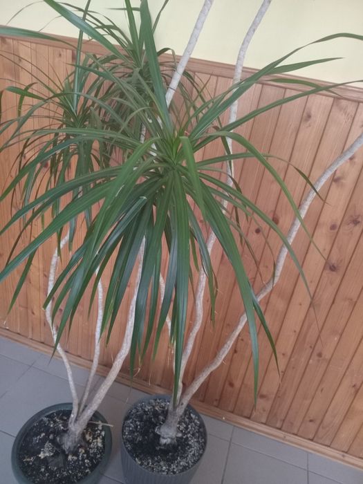 Драцена кімнатна