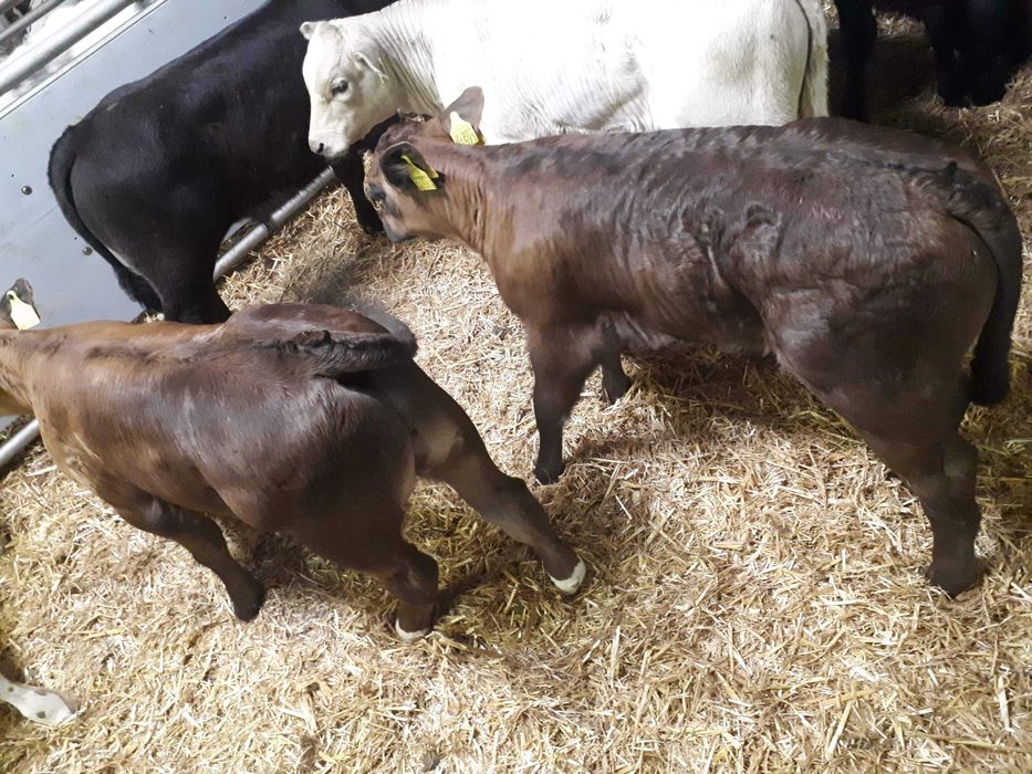 Jałówki ,Byczki, Cielaki Pisz