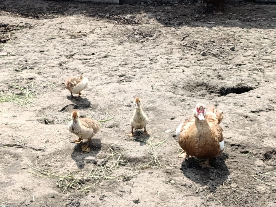 Продам уток і утят