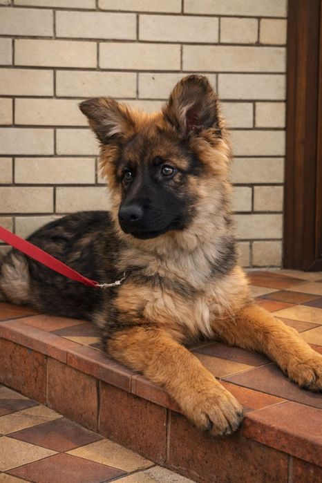 Чепрачний хлопчик