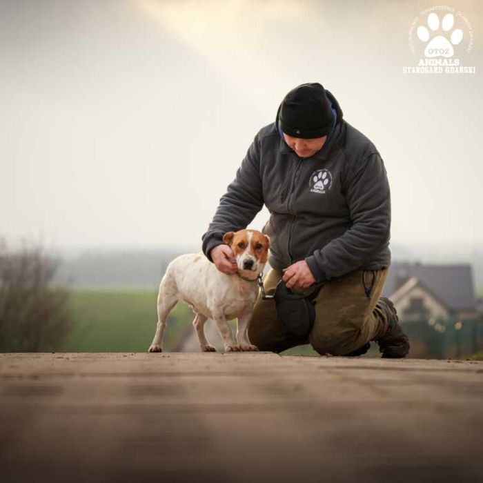 Pies Kubica zostanie Twym wiernym towarzyszem!