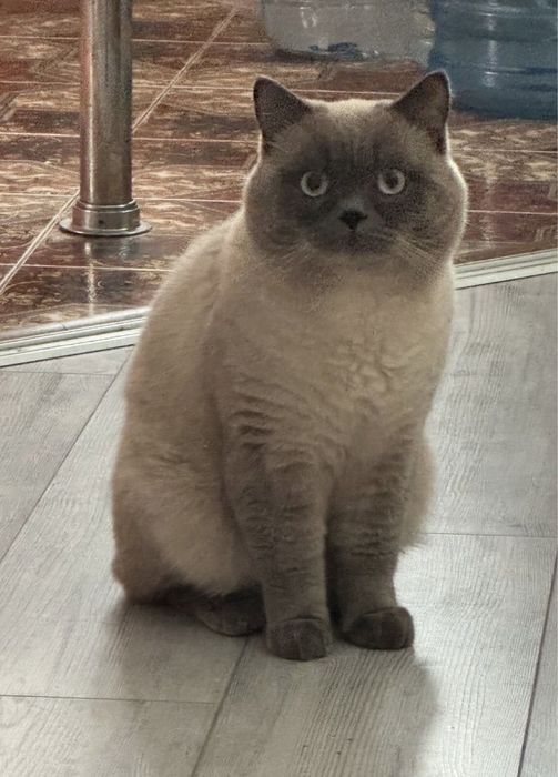 В‘язка шотландського котика !