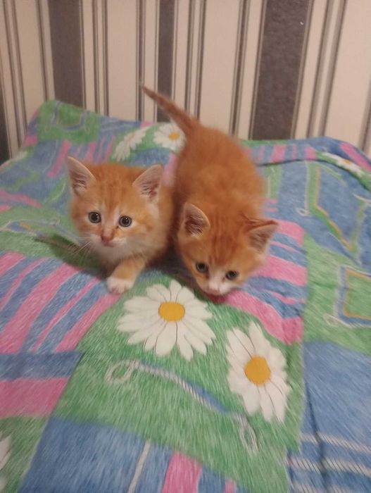 Отдаются маленькие котята