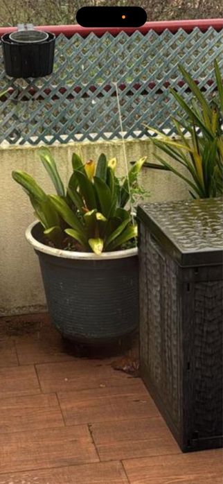 Vasos grandes + planta 5€ cada