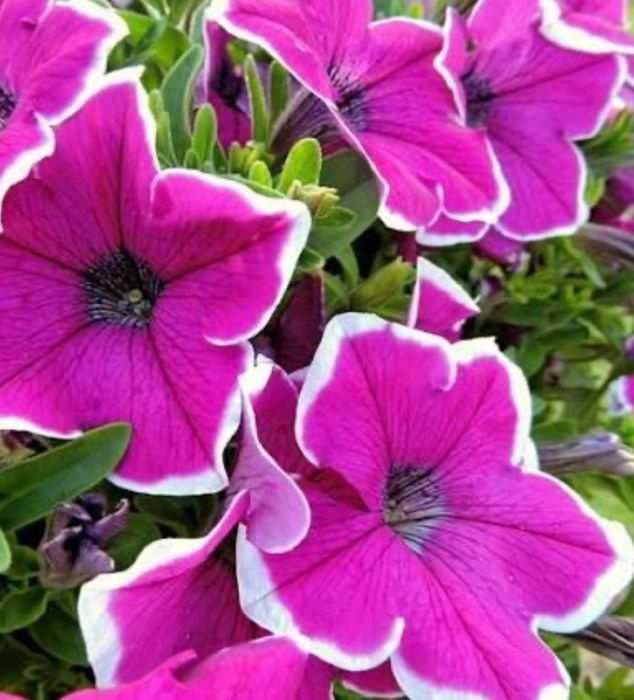 Сурфінія (петунія ампельна)