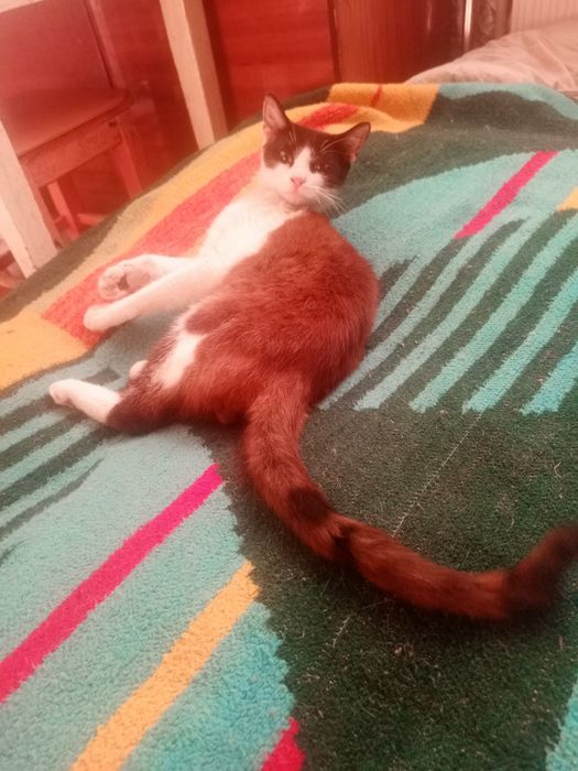 Віддам ласкавого котика