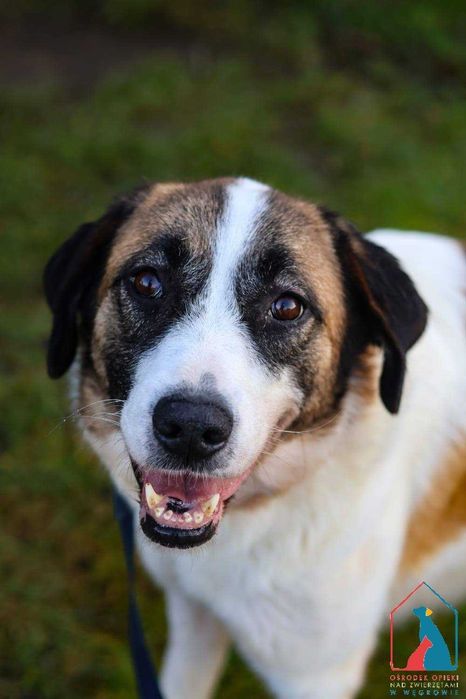 Śliczna, większa sunia - łagodna, delikatna i czuła - pokochaj