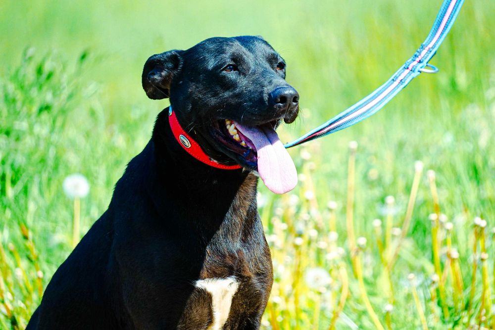 NENA - śliczna sunia w typie labrador