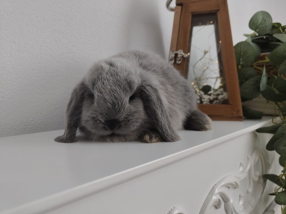 Mini Lop królik gotowe do odbioru