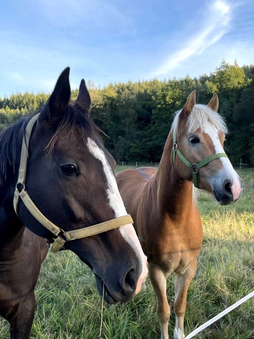 Klacz 4 lata haflinger